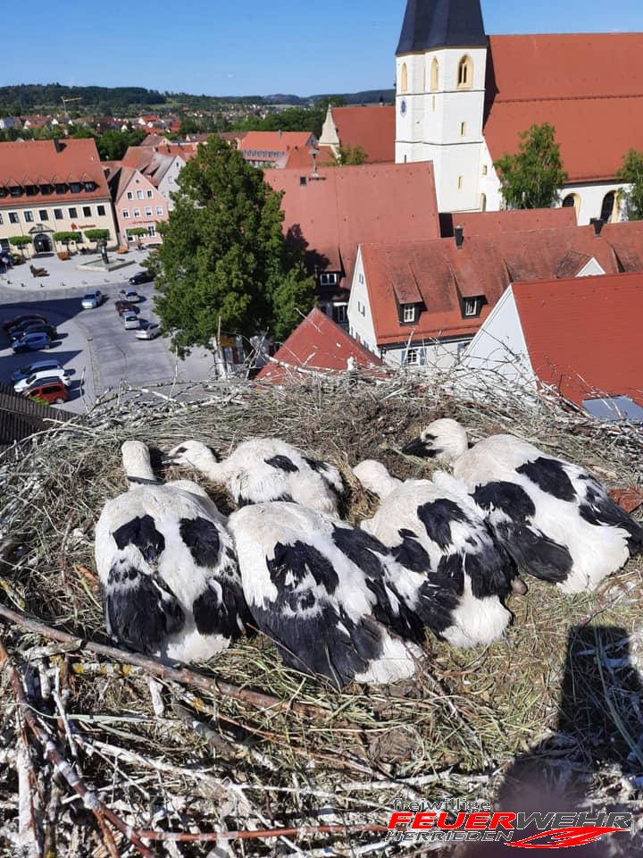 Mehr über den Artikel erfahren Jungstörche beringen