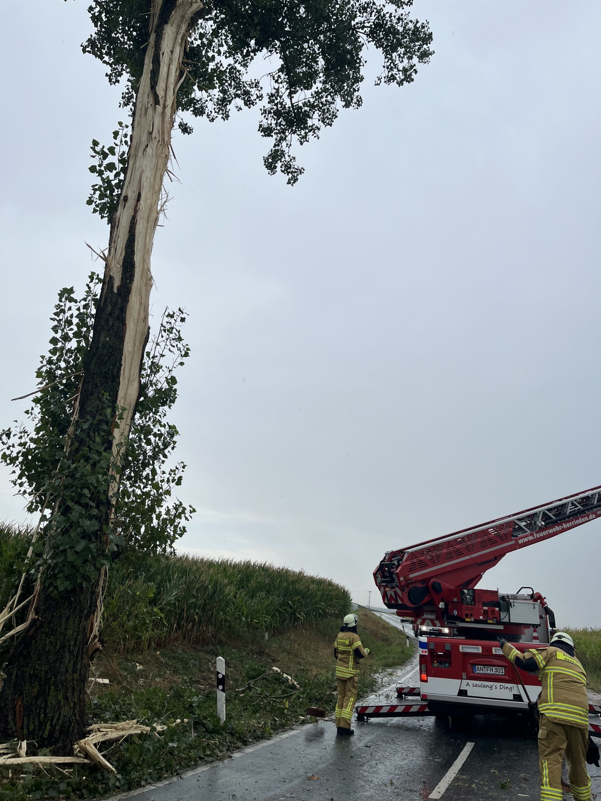 Mehr über den Artikel erfahren Baum auf Fahrbahn